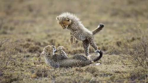 baby-cheetah