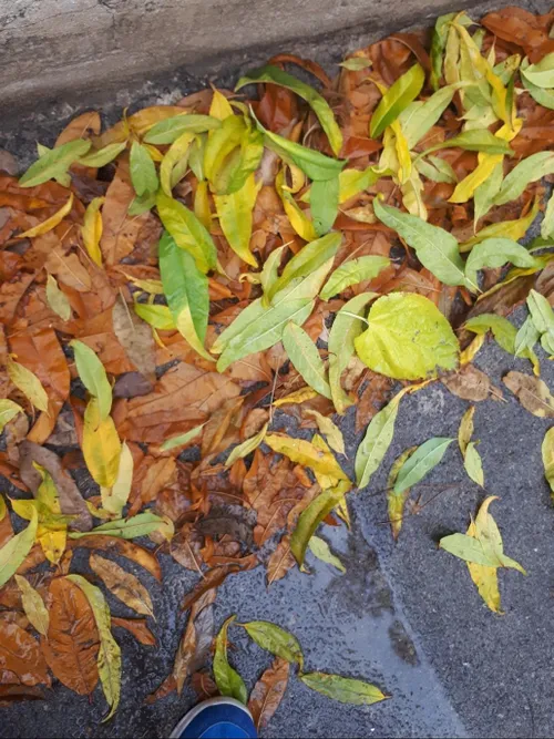 باران همراه با برگ زرد🍂 🍃 درختان