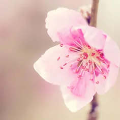 Pretty-Pink-Flower-Flower-Macro-Photography