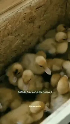 ولی اونا مثل بچه هاشون از اردکا مراقبت کرده بودن...:)))🐤