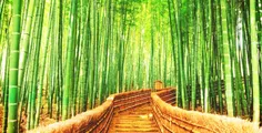جنگل بامبو ساگانو، ژاپن