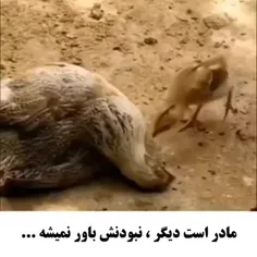 #اندیمشک 