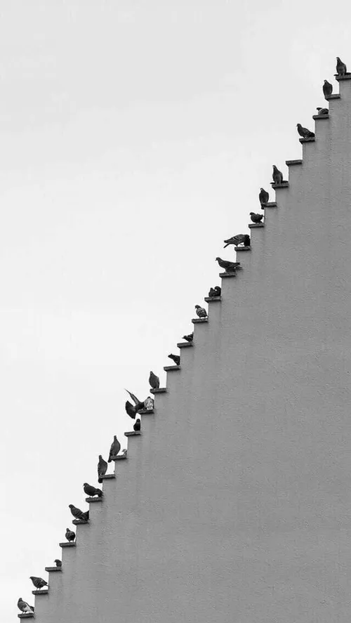 استراحت پرندگان بروی دیوار....