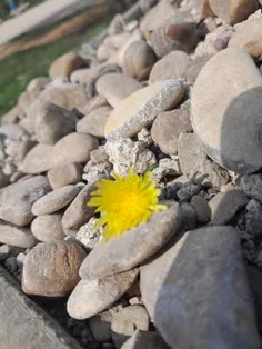 عکاسی در یه روز زیبا🖤