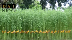 كشت كنف از طریق آبیاری با زه‌آب در خوزستان اجرایی می شود