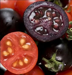 بذر گوجه در طیف کامل رنگی 