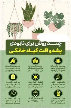 چند روش برای نابودی پشه و آفت گیاه خانگی !👌🏻