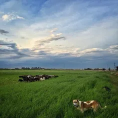 A flock of sheep grazing on an open green field at Shekar