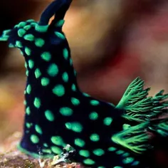 حلزون دریایی انواع مختلفی دارند که همه آنها در زیبایی رقی
