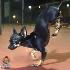 🔻 رکورد گینس راه رفتن یک سگ روی پنجه های جلویی طی 5 متر د