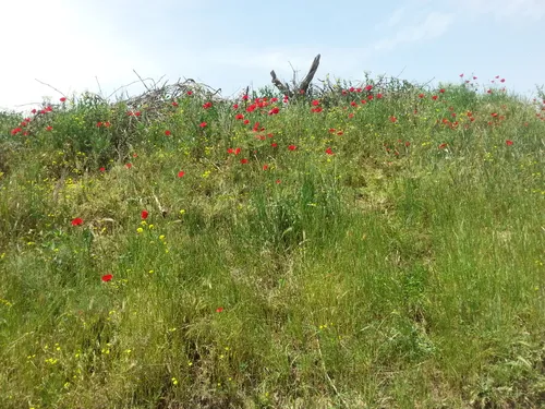 نمایی از طبیعت سرسبز