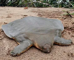 لاک پشتی بدون لاک این گونه در حال انقراض است و تحت پوشش د