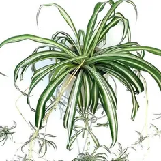 #گیاه عنکبوتی (گندمی ، spider plant)