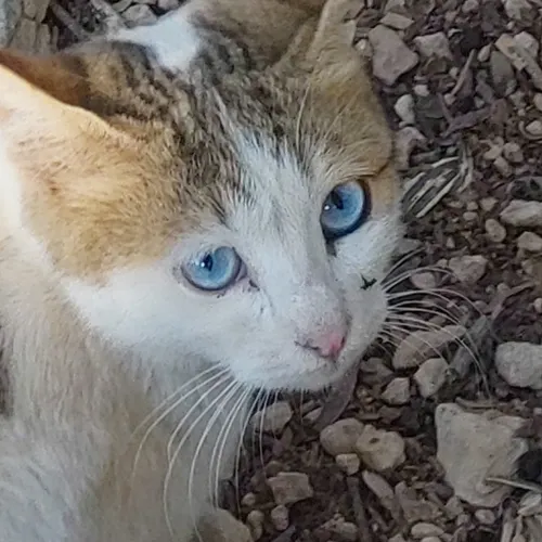 بچه ها این گربه هرو امروز دیدم. نگا کنید چشاش خیلییی خوشگ