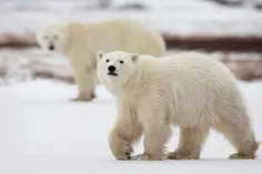 شیر خرس قطبی به قدری چرب و مغذی است که توله های متولد شده