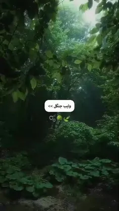 وایبی که این دوتا بهم میدن : 