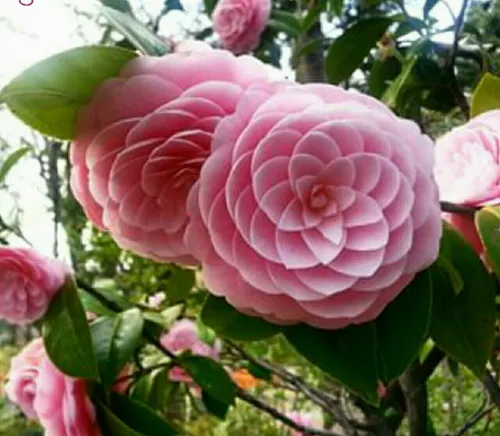 ✍ گل phi یکی از متقارن ترین گلهای کشف شده در جهان می باشد