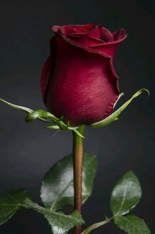 wallpaper flower rose