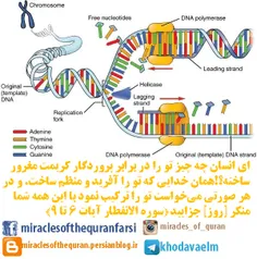 هسته همه سلول های بدن ما و جانداران از DNA ساخته شده است،