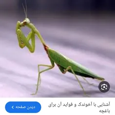 عشق 