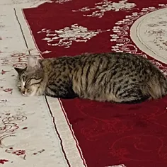 سلام بچه ها این گربه من میو است 