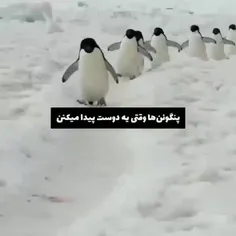 کسی هست که پنگوئن  من بشه ?