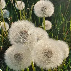 دوستای عزیزم:)))