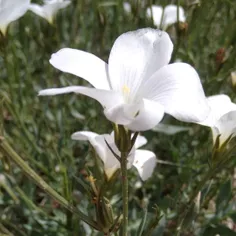 خودمانی