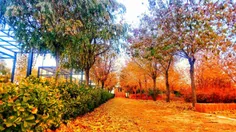 یک منظره زیبای پاییزی در دانشگاه حکیم سبزواری. عکاس: علیر