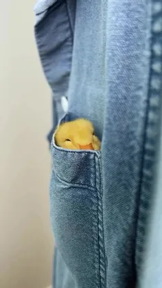 هر جا میره منم ببره!