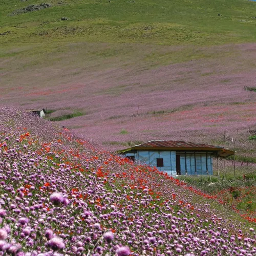 منظره ای دیدنی از دشت شقایق ها در روستای کرمون