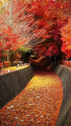 #Nature #Autumn 🍁 
