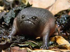 قورباغه ی سیاه باران، جانور در معرض انقراض که بیشتر به مو