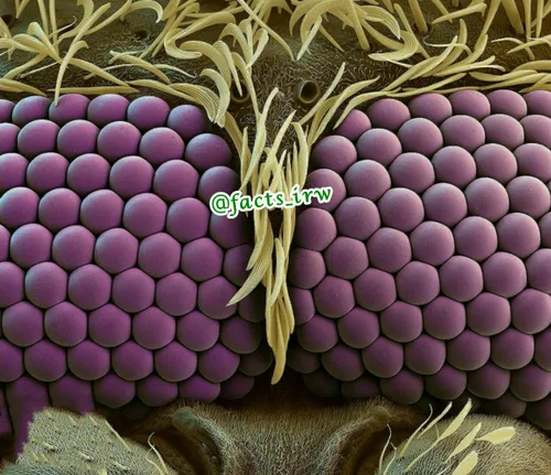 تصویری فوق العاده زیبا از چشم های پشه زیر میکروسکوپ »!