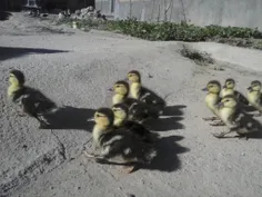 اردکام در حال رژه.:-)