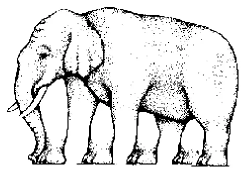 این فیل چند تا پا داره ؟