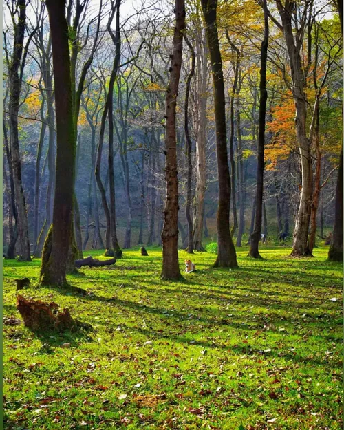 پاییز شیرگاه ، سوادکوه ، مازندران 🍁🌹🍂🍁