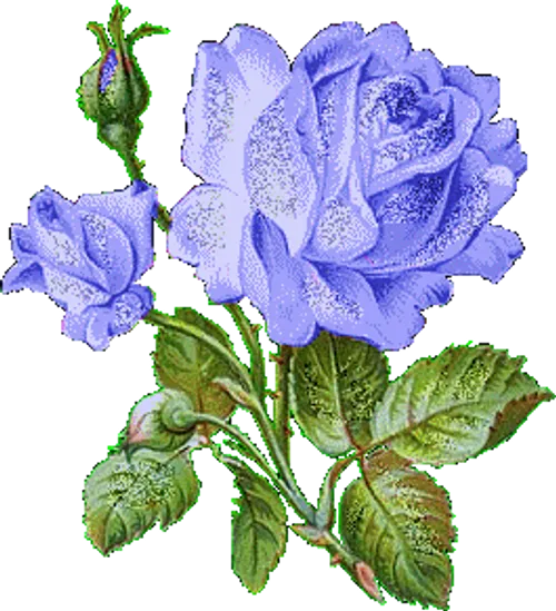 گلهای متحرک زیبا - عکس ویسگون
