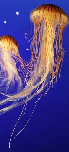 #Jellyfish