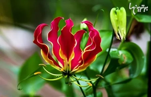 گلوریوسا یک نوع گیاه گلدار بالارونده با ساقه های افقی است