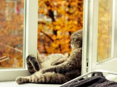 بر لب پنجره بشین و گذر عمر ببین !