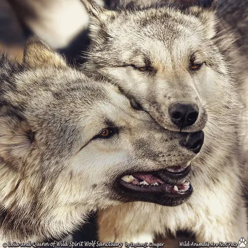 بررسی های انجام شده نشون داده با اینکه گرگ ها بیشتر با هم