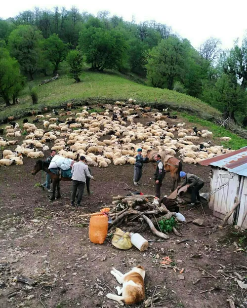 😍ییلاق سیاهمزگی😍.