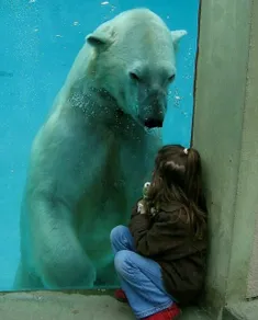 تصویری زیبا از توجه خرس قطبی به دختر بچه....