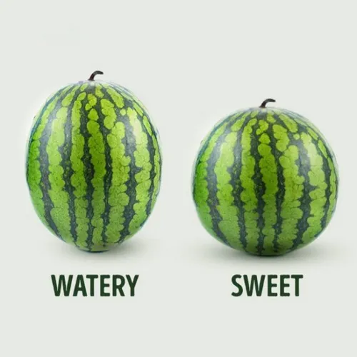 هندوانه هم دارای جنسیت است : هندوانه نر کشیده تر است و آب