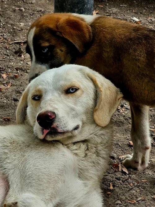 سگ چشم آبی دیده بودین؟🥺