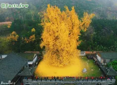 منظره پاییزی درخت ۱۴۰۰ساله ژینکو در چین