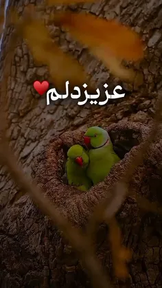 عزیزدلم❤️