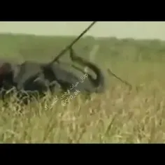 شکار فیل توسط بومیان منطقه با نیزه