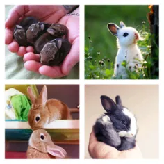 بامزه‌ترین خرگوش‌هایی که تاکنون دیده اید...